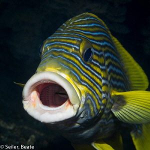ahhh ! Cleaning station at the wreck . by Beate Seiler 